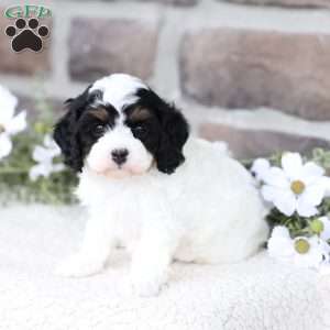 Rose, Cavapoo Puppy